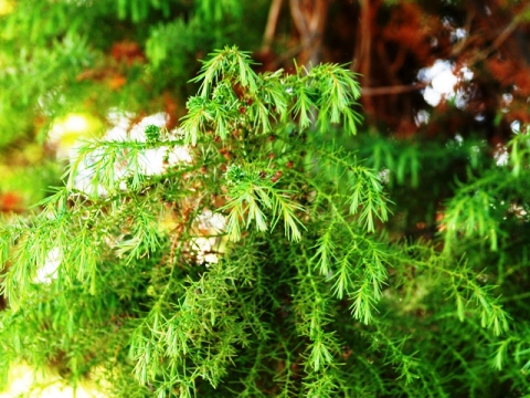 Cryptomeria japonica 