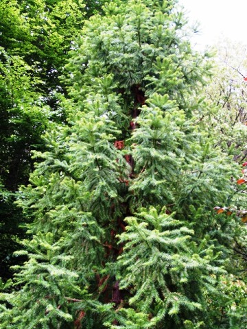 Cunninghamia lanceolata 