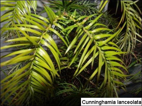 Cunninghamia lanceolata 