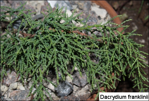 Dacrydium franklinii (Lagarostrobos franklinii) 
