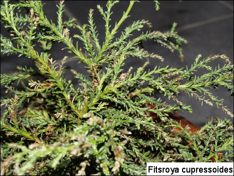 Fitzroya cupressoides 