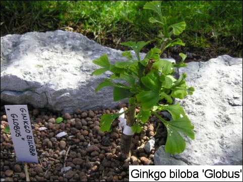 Ginkgo biloba 'Globus'