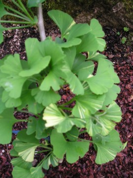 Ginkgo biloba 'Tit'