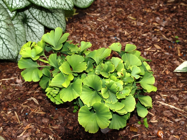 Ginkgo biloba 'Troll'