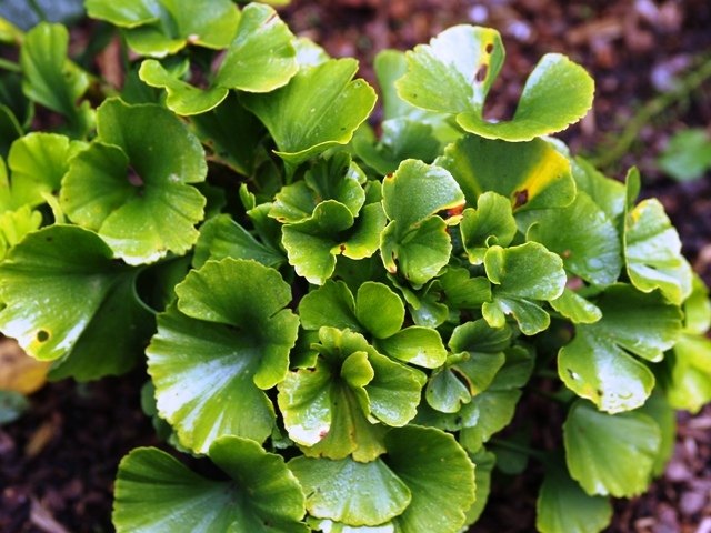 Ginkgo biloba 'Troll'