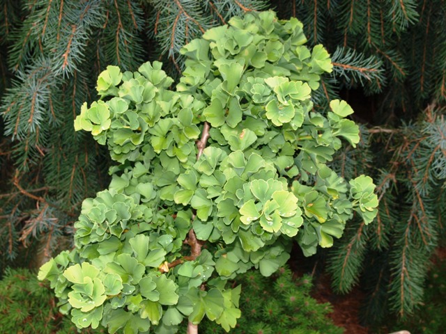 Ginkgo biloba 'Troll'