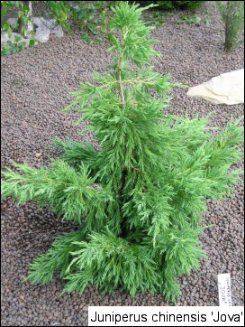 Juniperus chinensis 'Iowa'