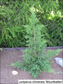 Juniperus chinensis 'Mountbatten'