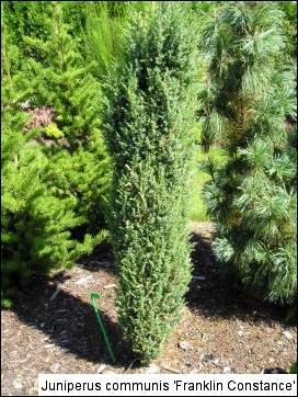 Juniperus communis 'Constance Franklin'