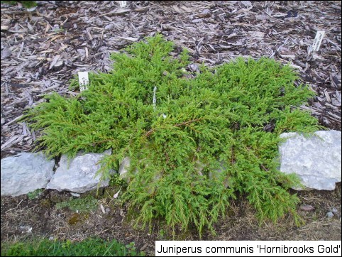 Juniperus communis 'Hornibrook's Gold'