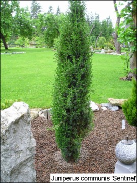 Juniperus communis 'Sentinel'