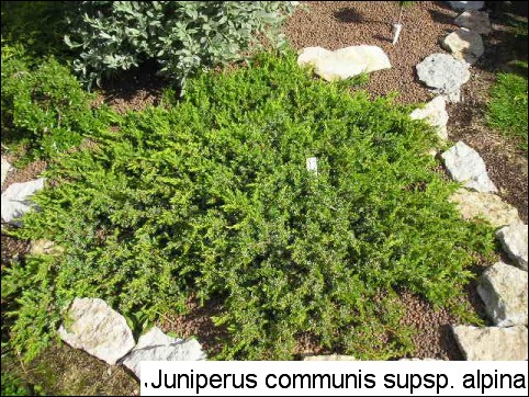 Juniperus communis var. alpina 