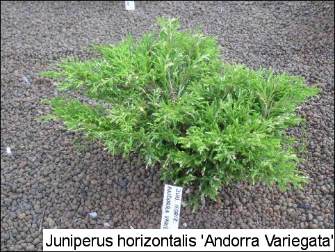 Juniperus horizontalis 'Andorra Variegata'