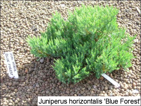 Juniperus horizontalis 'Blue Forest'