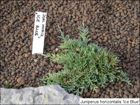 Juniperus horizontalis 'Icee Blue®'