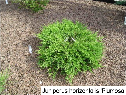 Juniperus horizontalis 'Plumosa'