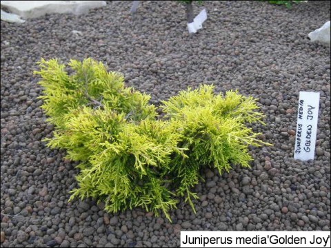 Juniperus x media 'Golden Joy'