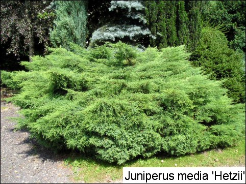 Juniperus x media 'Hetzii'