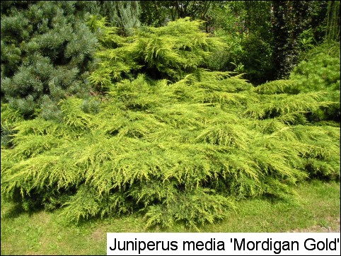 Juniperus x media 'Mordigan Gold'