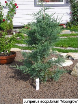 Juniperus scopulorum(J. virginiana) 'Moonglow'