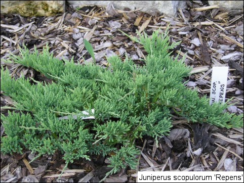 Juniperus scopulorum 'Repens'