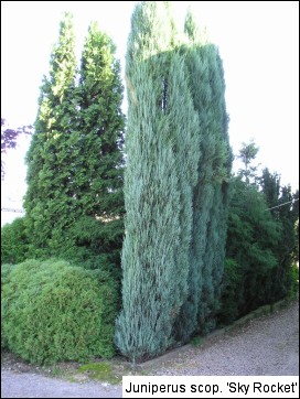 Juniperus scopulorum(J. virginiana) 'Skyrocket'
