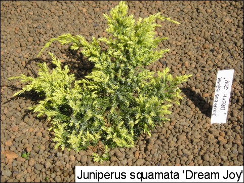 Juniperus squamata 'Dream Joy'