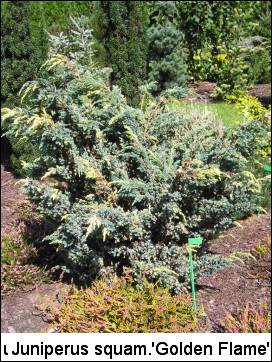 Juniperus squamata 'Golden Flame'