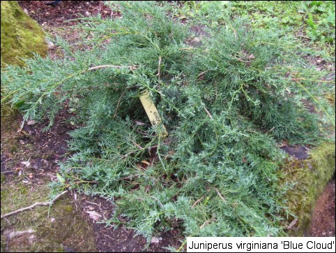 Juniperus virginiana 'Blue Cloud'