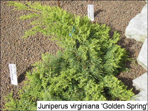 Juniperus virginiana 'Golden Cloud(Golden Spring)'