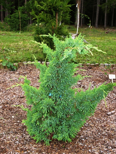 Juniperus chinensis 'Monarch'