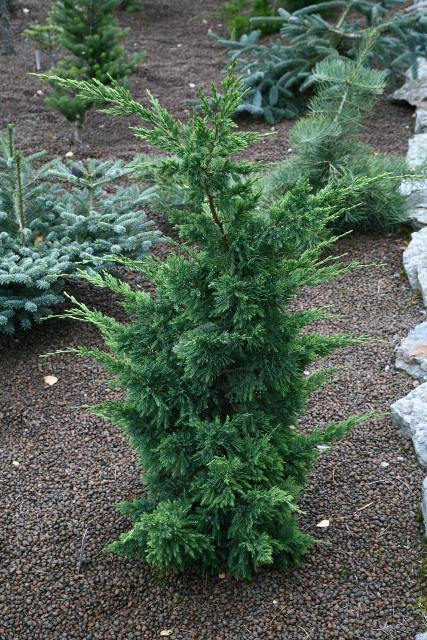 Juniperus chinensis 'Titlis'