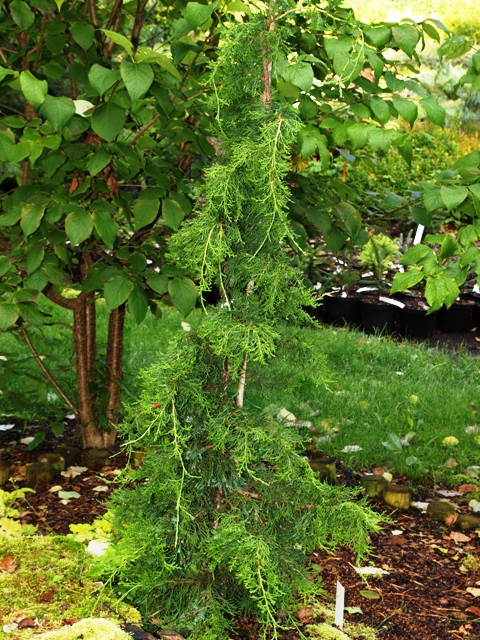 Juniperus chinensis 'Twisted'