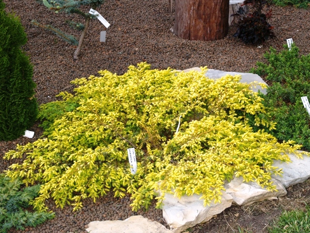 Juniperus communis 'Depressa Aurea'