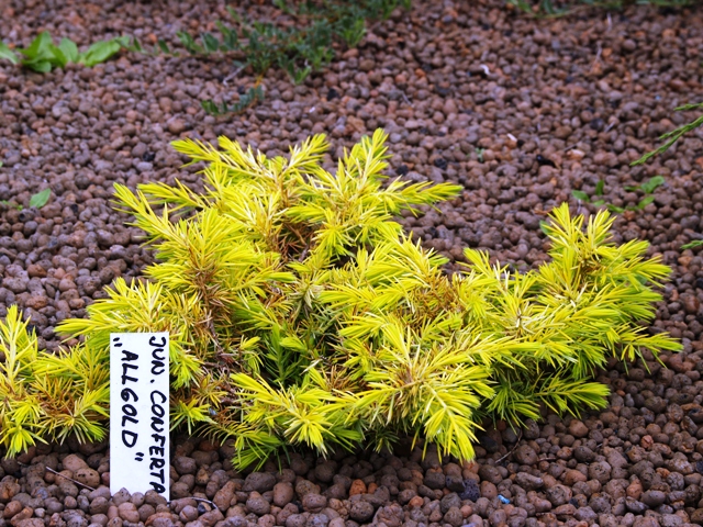 Juniperus conferta 'All Gold'