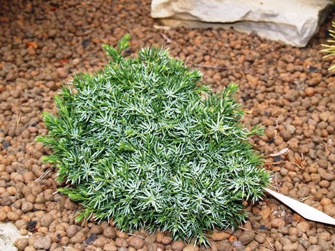 Juniperus communis 'Berkshire'