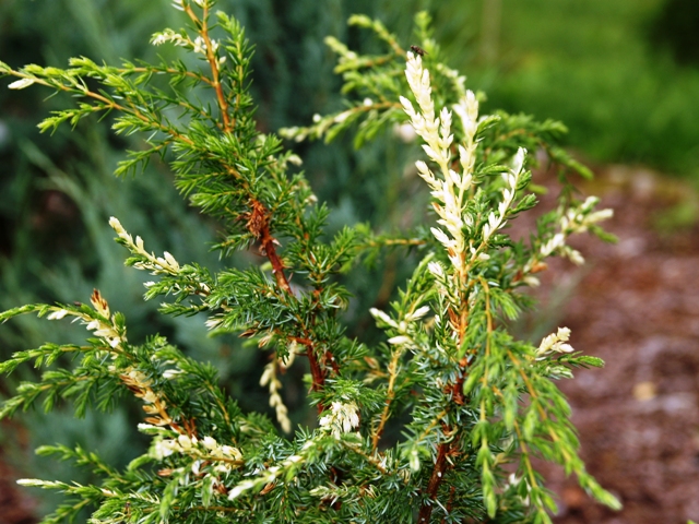 Juniperus communis 'Constance Franklin'