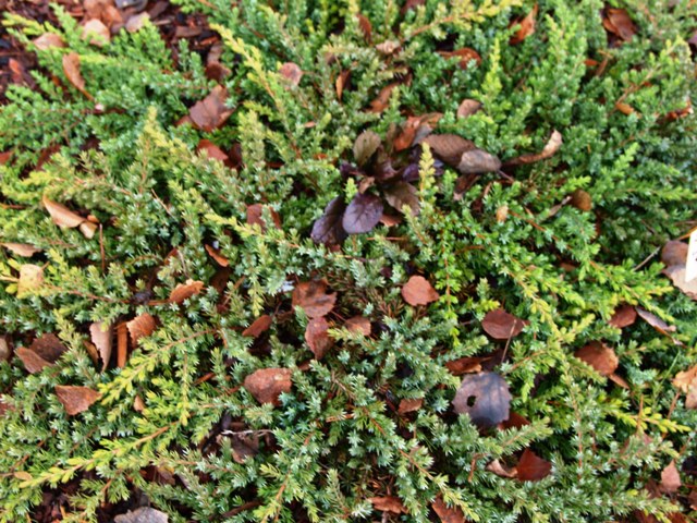 Juniperus communis 'Grüne Mantle'