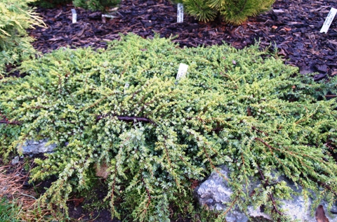 Juniperus communis 'Hornibrook's Gold'