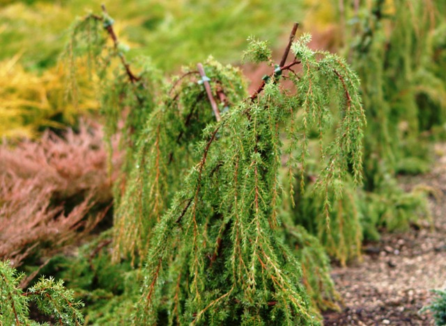Juniperus communis 'Horstmann Pendula'