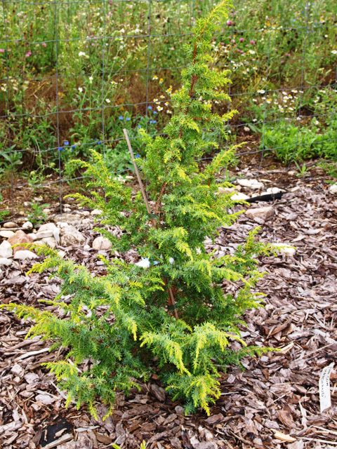 Juniperus communis 'Marchand'