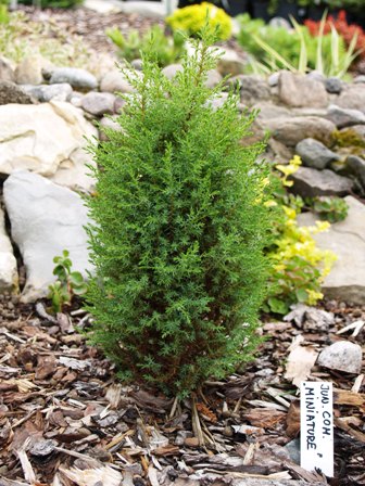 Juniperus communis 'Miniatur'