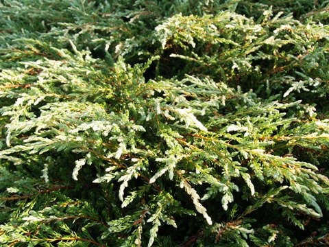 Juniperus communis 'Repanda Variegata'