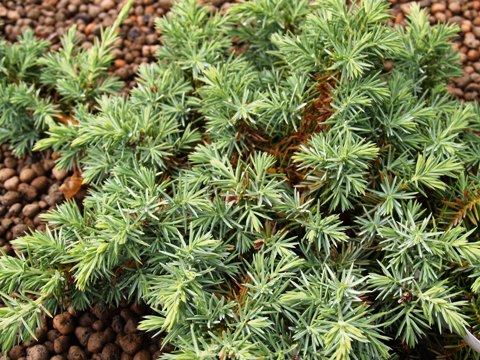 Juniperus conferta 'Silver Mist'