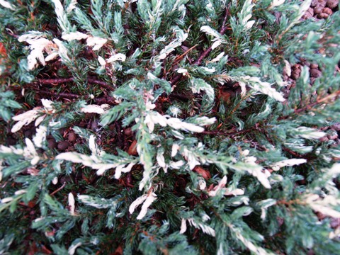 Juniperus communis 'Spotty Spreader'