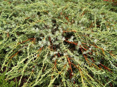Juniperus communis 'Sterling Silver'