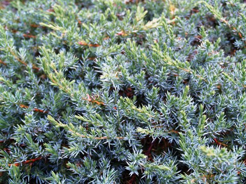 Juniperus communis var. alpina 