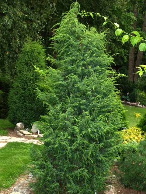 Juniperus communis 'Suecica'