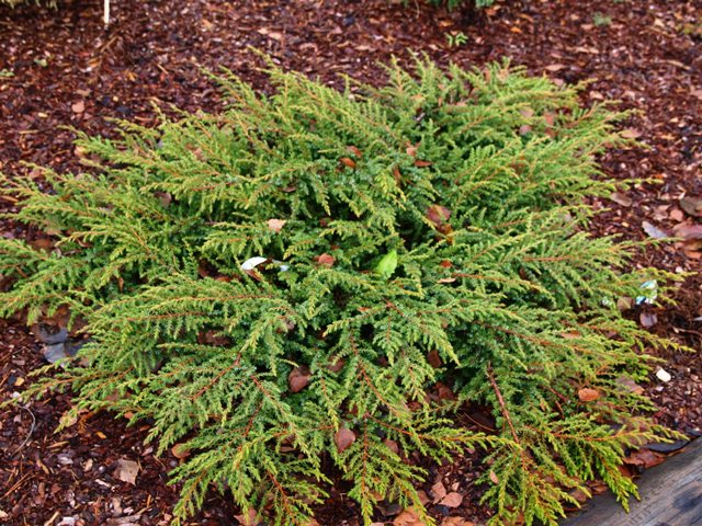 Juniperus communis var. hemispherica 