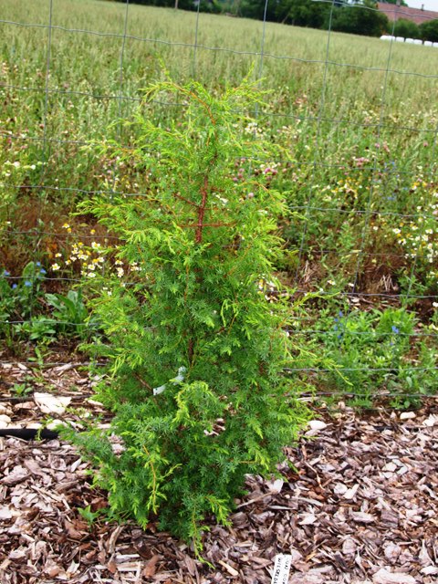 Juniperus communis 'Wilseder Berg'